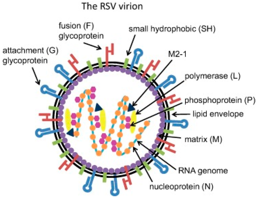 Structure-of-Respiratory-Syncytial-Virus-RSV